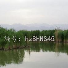 ޿